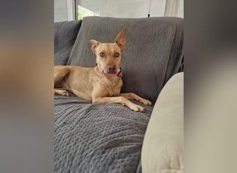 Sharie - such ein neues zu Hause, gerne mit Hundekumpel Sharie - such ein neues zu Hause, gerne mit Hundekumpel