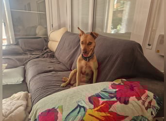 Sharie - such ein neues zu Hause, gerne mit Hundekumpel Sharie - such ein neues zu Hause, gerne mit Hundekumpel