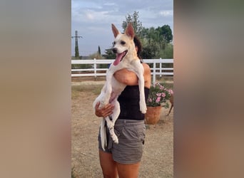 Asana – pure Lebensfreude auf vier Pfoten