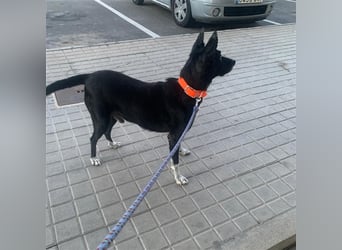 Kiko, Podenco-Mix-Junge sucht Sofa