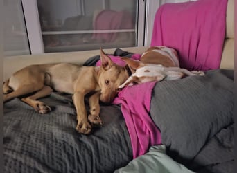 Sharie - such ein neues zu Hause, gerne mit Hundekumpel Sharie - such ein neues zu Hause, gerne mit Hundekumpel