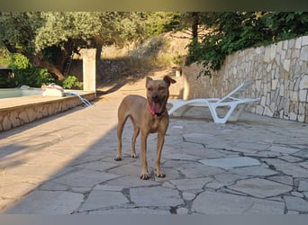 Sharie - such ein neues zu Hause, gerne mit Hundekumpel Sharie - such ein neues zu Hause, gerne mit Hundekumpel