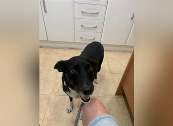 Kiko, Podenco-Mix-Junge sucht Sofa