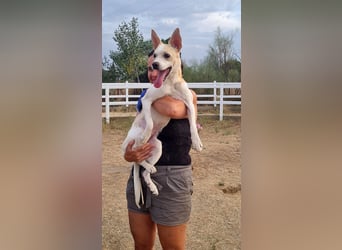 Asana – pure Lebensfreude auf vier Pfoten