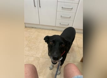 Kiko, Podenco-Mix-Junge sucht Sofa