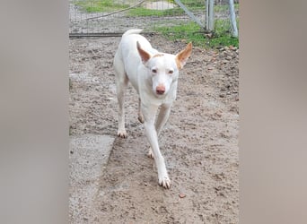 Paul - kluger liebervoller Podenco sucht eine Familie