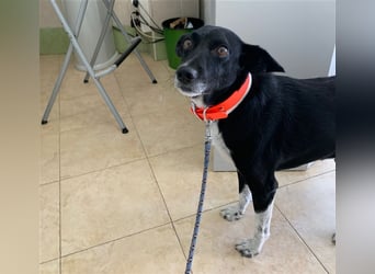 Kiko, Podenco-Mix-Junge sucht Sofa