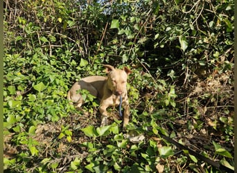 Sharie - such ein neues zu Hause, gerne mit Hundekumpel Sharie - such ein neues zu Hause, gerne mit Hundekumpel