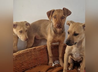 Sharie - such ein neues zu Hause, gerne mit Hundekumpel Sharie - such ein neues zu Hause, gerne mit Hundekumpel