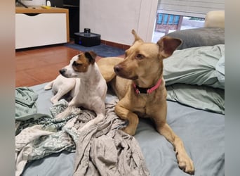 Sharie - such ein neues zu Hause, gerne mit Hundekumpel Sharie - such ein neues zu Hause, gerne mit Hundekumpel