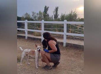 Asana – pure Lebensfreude auf vier Pfoten