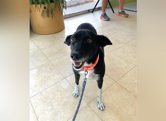 Kiko, Podenco-Mix-Junge sucht Sofa