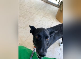 Kiko, Podenco-Mix-Junge sucht Sofa