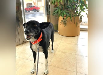 Kiko, Podenco-Mix-Junge sucht Sofa