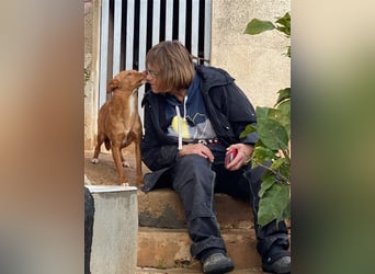 Aiko V39 ist der Herzenshund aller