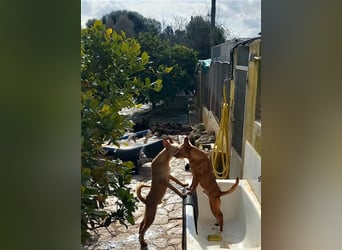 Aiko V39 ist der Herzenshund aller