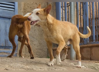 Zik ist neugierig und noch etwas schüchtern