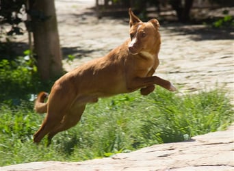 Aiko V39 ist der Herzenshund aller