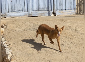 Aiko V39 ist der Herzenshund aller