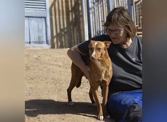 Aiko V39 ist der Herzenshund aller