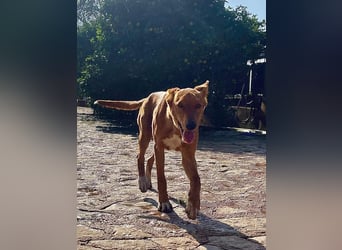 Mojo erobert sofort die Herzen