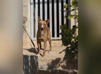 Aiko V39 ist der Herzenshund aller