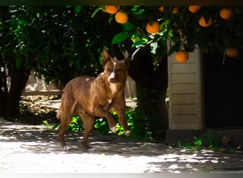 Aiko V39 ist der Herzenshund aller