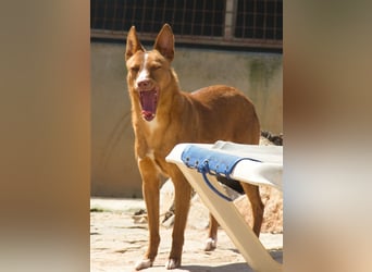 Aiko V39 ist der Herzenshund aller