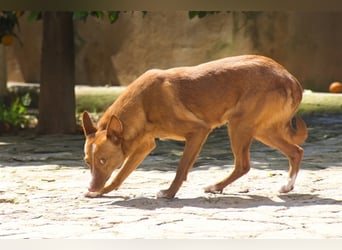 Aiko V39 ist der Herzenshund aller