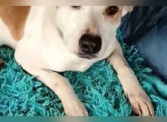 Barbi lebensfrohe Podenco Mix Hündin