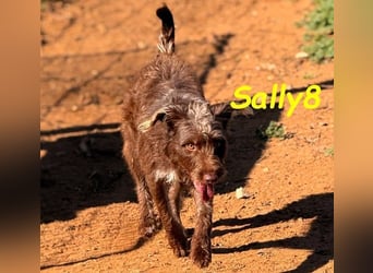 Sally8 geb. 01/2025 (ESP) - lebensfrohe, verschmuste und neugierige Podenco-Mix Junghündin!