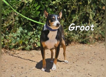 Groot♥️geb. 11/2018 (ESP) - treuer und liebevoller Begleiter!