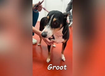 Groot geb. 11/2018 (ESP) - treuer und liebevoller Begleiter!
