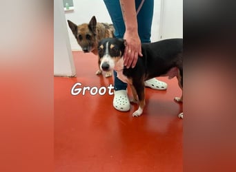 Groot♥️geb. 11/2018 (ESP) - treuer und liebevoller Begleiter!