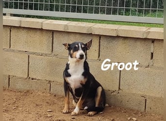 Groot geb. 11/2018 (ESP) - treuer und liebevoller Begleiter!