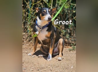 Groot♥️geb. 11/2018 (ESP) - treuer und liebevoller Begleiter!