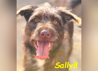 Sally8 geb. 01/2025 (ESP) - lebensfrohe, verschmuste und neugierige Podenco-Mix Junghündin!