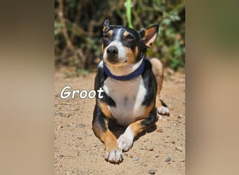 Groot geb. 11/2018 (ESP) - treuer und liebevoller Begleiter!