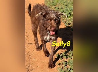 Sally8 geb. 01/2025 (ESP) - lebensfrohe, verschmuste und neugierige Podenco-Mix Junghündin!