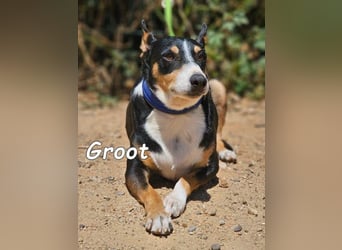 Groot♥️geb. 11/2018 (ESP) - treuer und liebevoller Begleiter!