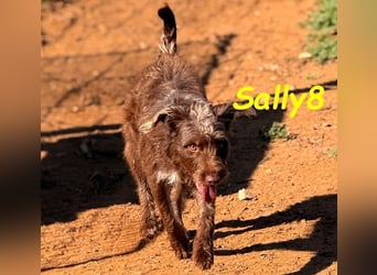 Sally8 geb. 01/2025 (ESP) - lebensfrohe, verschmuste und neugierige Podenco-Mix Junghündin!