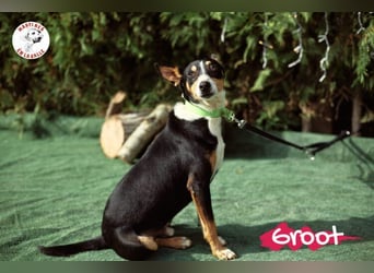 Groot geb. 11/2018 (ESP) - treuer und liebevoller Begleiter!