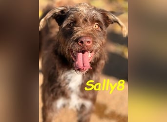 Sally8 geb. 01/2025 (ESP) - lebensfrohe, verschmuste und neugierige Podenco-Mix Junghündin!