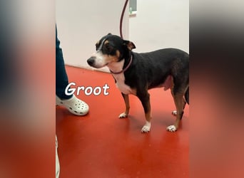 Groot geb. 11/2018 (ESP) - treuer und liebevoller Begleiter!