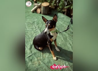 Groot geb. 11/2018 (ESP) - treuer und liebevoller Begleiter!