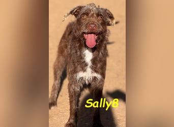 Sally8 geb. 01/2025 (ESP) - lebensfrohe, verschmuste und neugierige Podenco-Mix Junghündin!