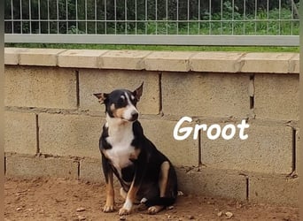 Groot geb. 11/2018 (ESP) - treuer und liebevoller Begleiter!