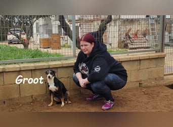 Groot geb. 11/2018 (ESP) - treuer und liebevoller Begleiter!