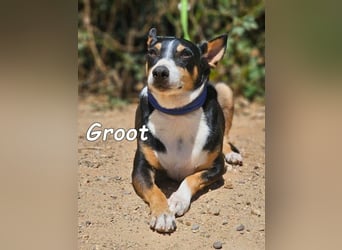 Groot♥️geb. 11/2018 (ESP) - treuer und liebevoller Begleiter!