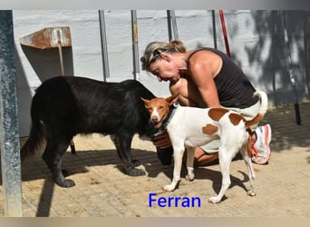 Ferran, geb. 07/2024 (ESP) Fröhlicher und immer gut gelaunter Rüde sucht sein Zuhause